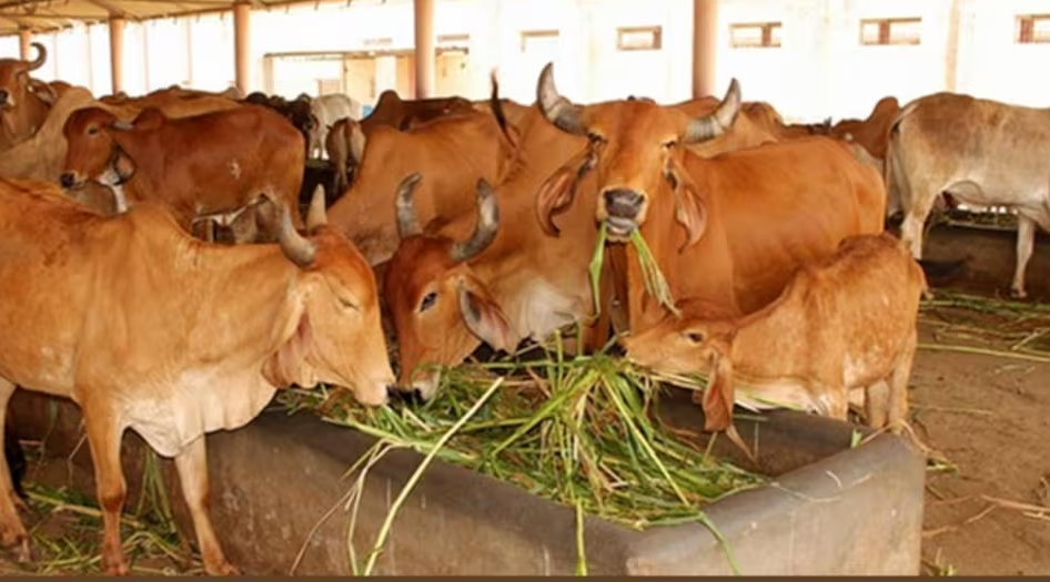 Cow Shed