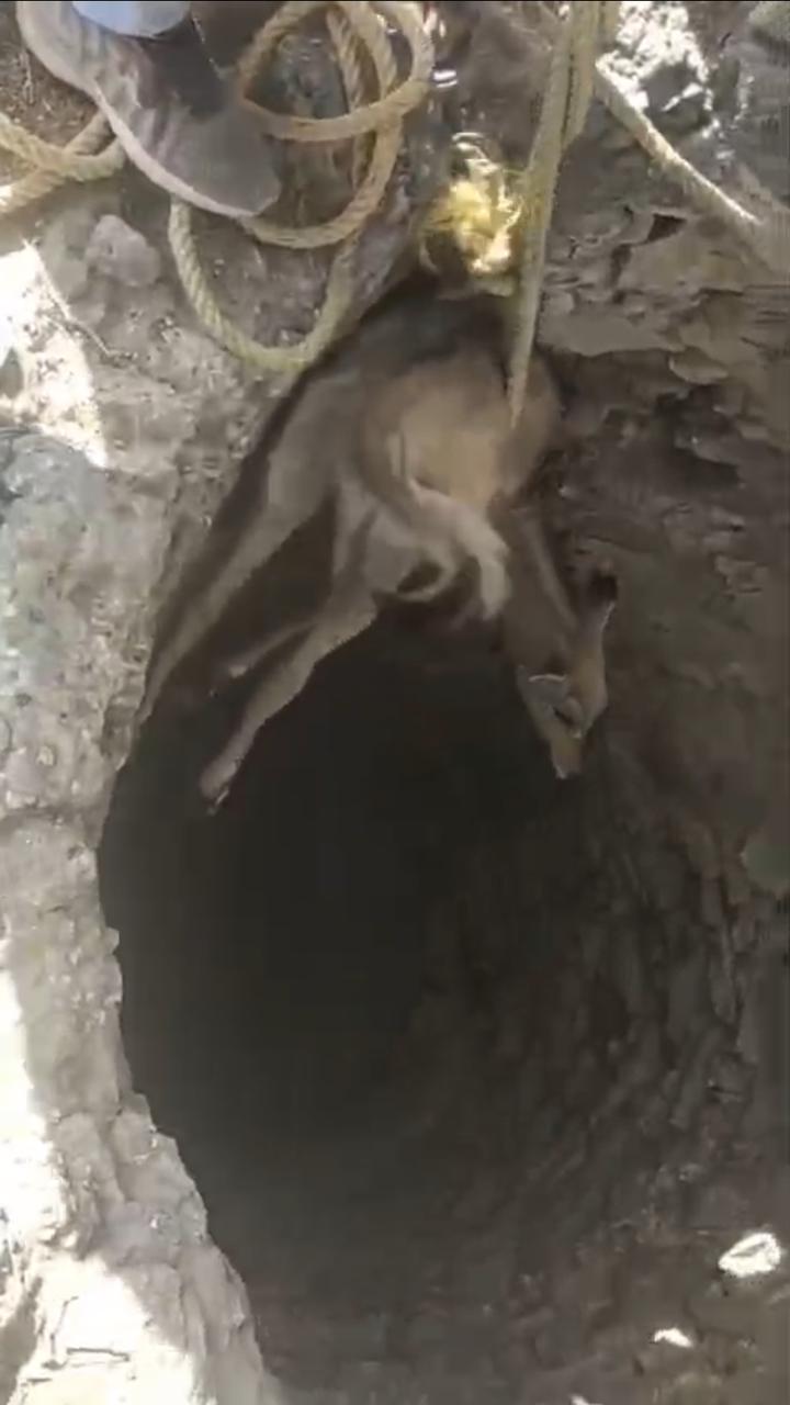 गो सेवकों के प्रयास से नील गाय को मिला जीवन दान