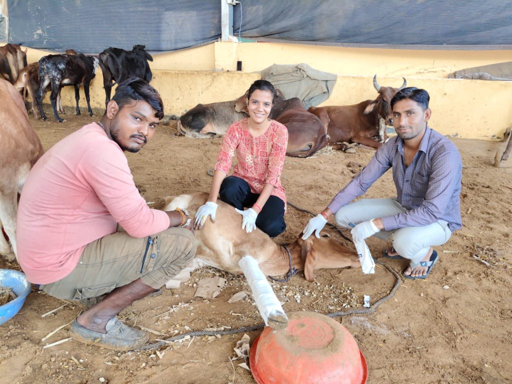 दुर्घटनाग्रस्त गोवंश का उपचार बाड़ी माता गौशाला में